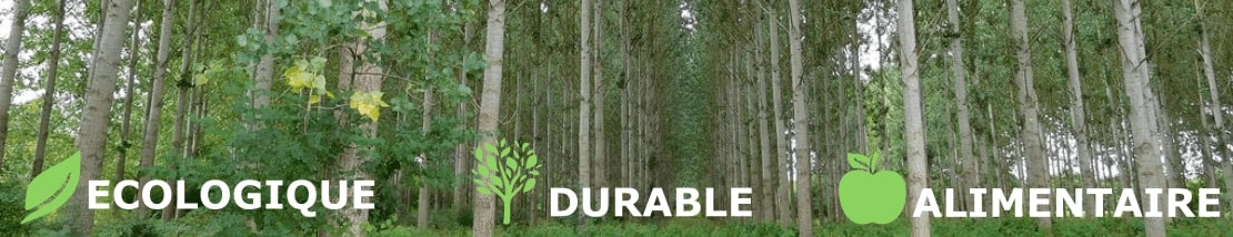 Sain, écologique et durable, le bois est un matériau exceptionnel!